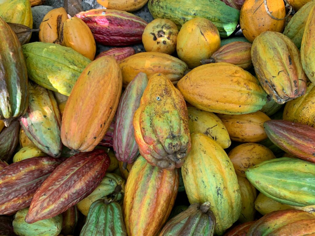 cacao colombiano de santander