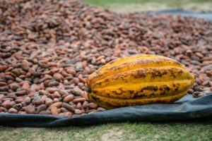 cacao santander colombia