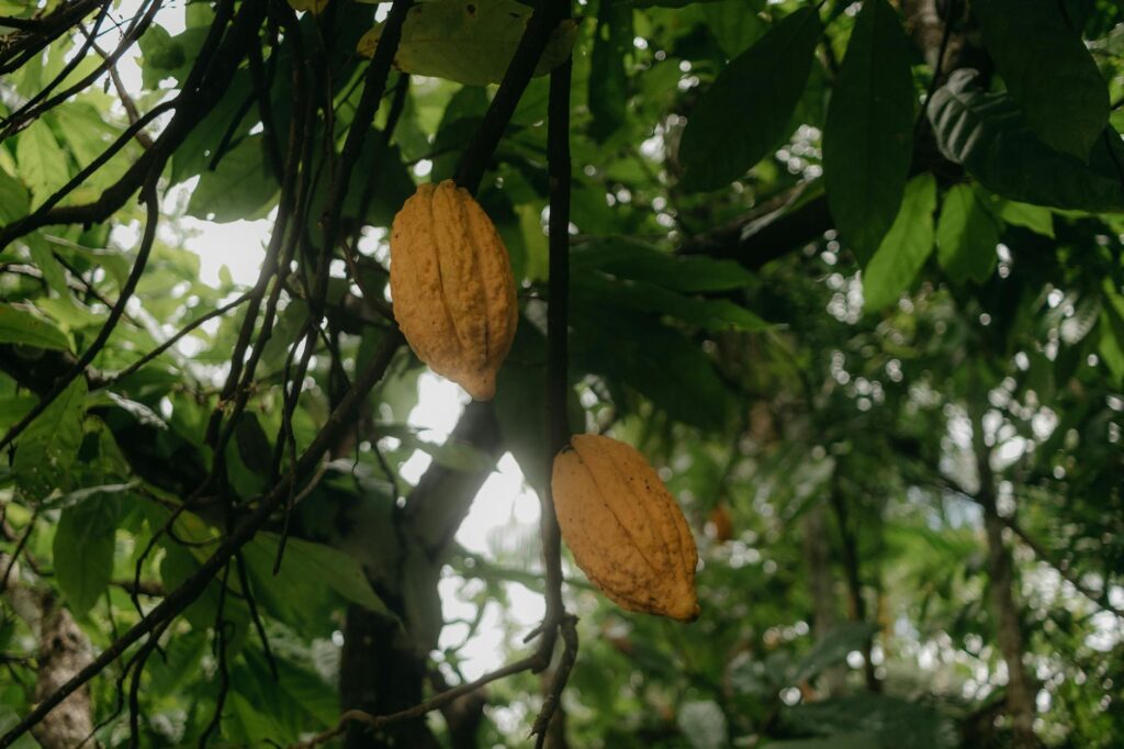 cacao de origen santander