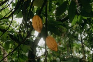 cacao de origen santander