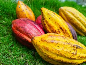 cacao colombiano tradicional santander