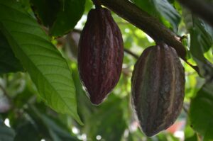 cacao natural santander
