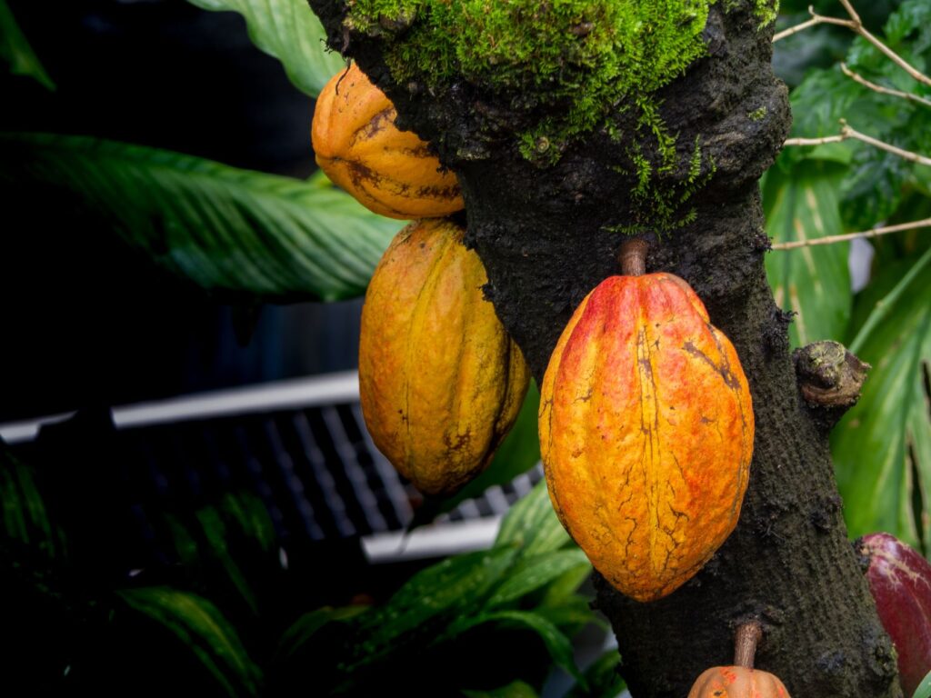 cacao colombiano asociativo