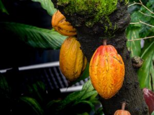 cacao colombiano asociativo