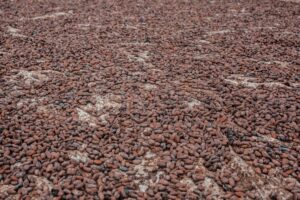 cacao colombiano rionegro
