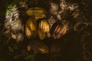 productos de cacao colombiano natural